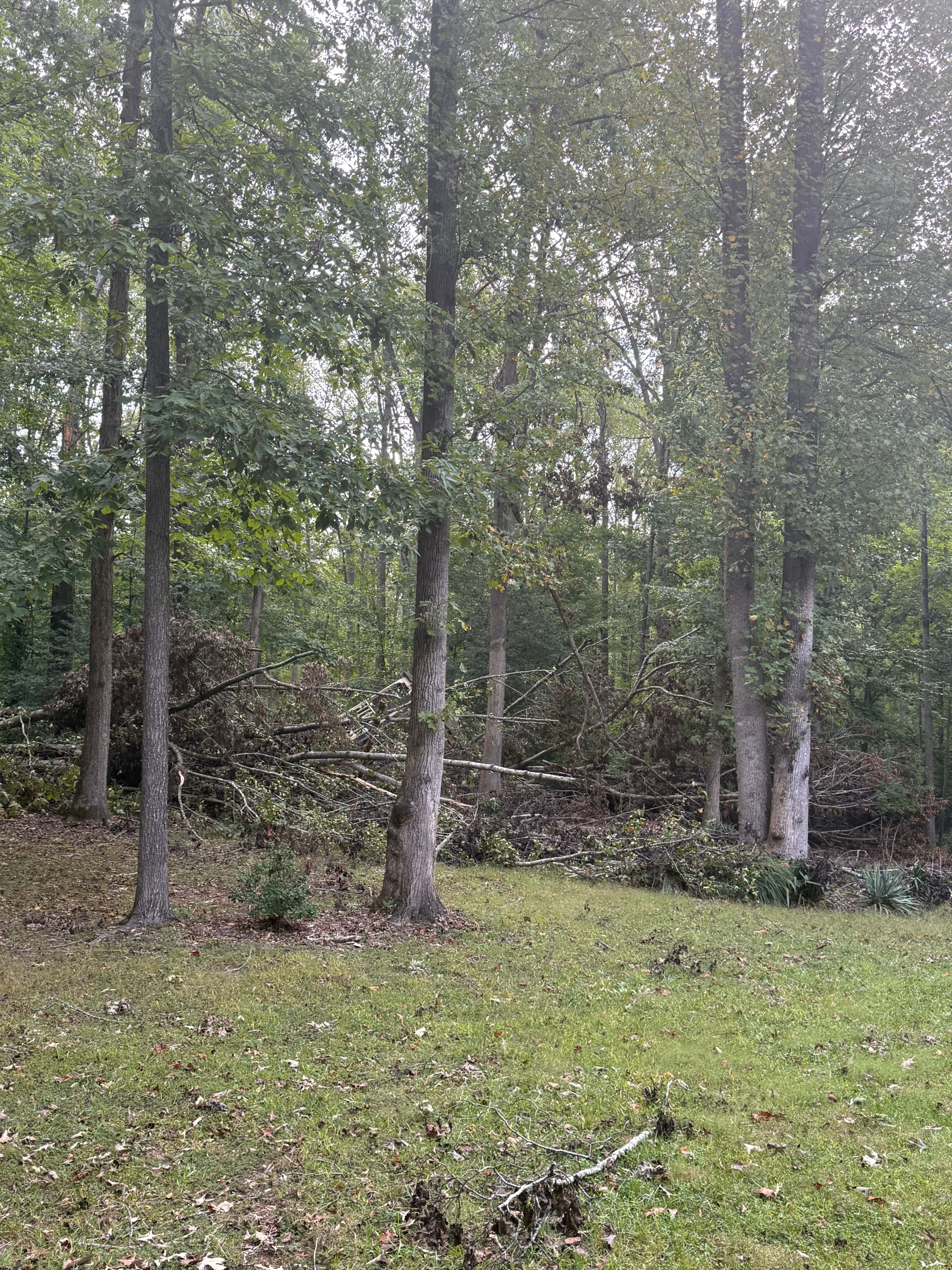 Before & After: Forestry Mulching in Mineral, VA