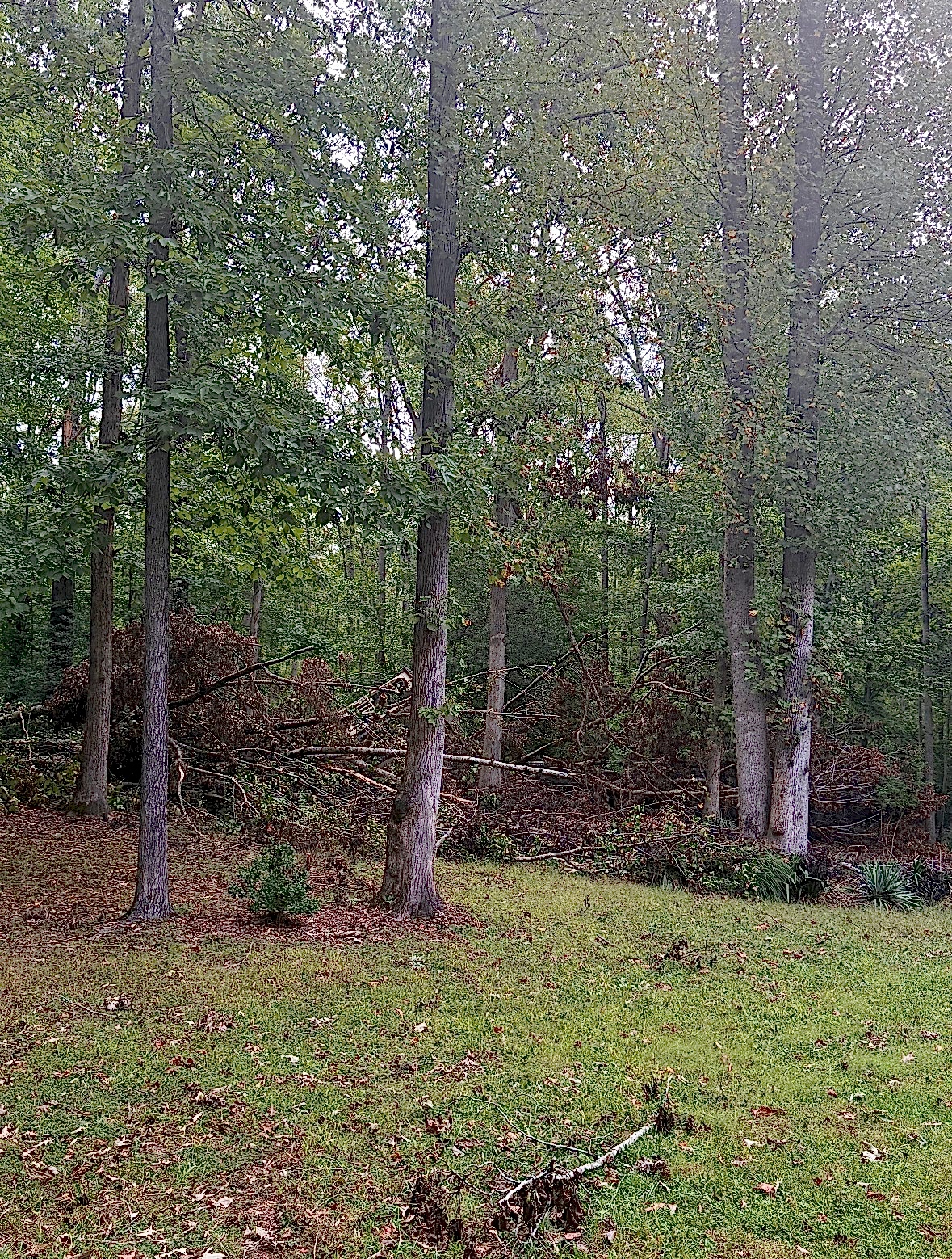 Customer photo from their Google review of the Mineral, VA property cleanup and mulching